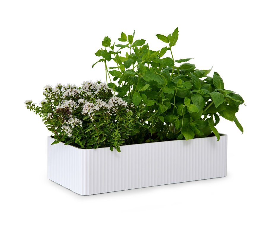 Zioła rosną w białym pojemniku do przechowywania.