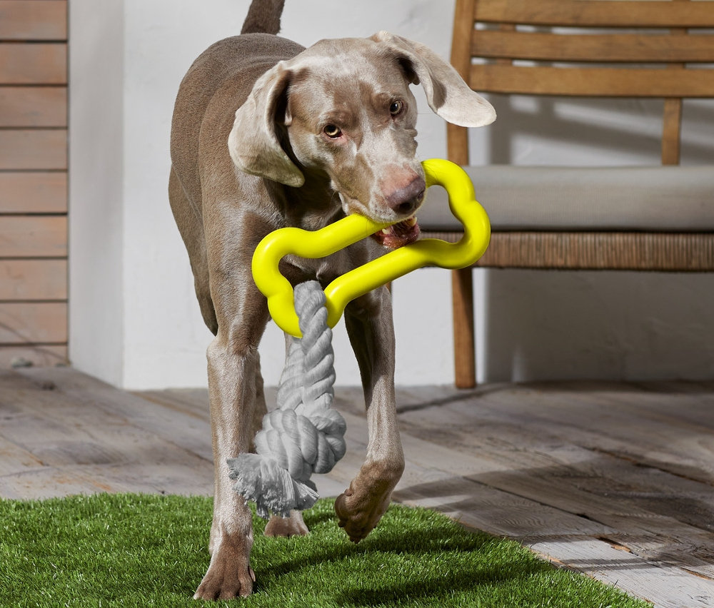 Pies niesie zabawkę dla psa.