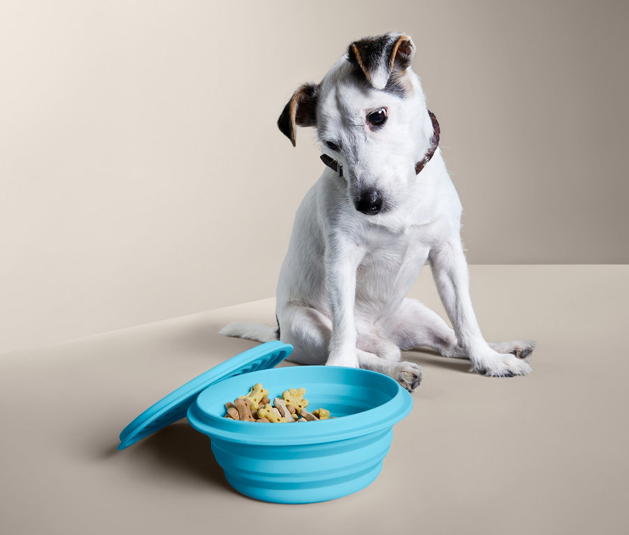 Biały terier Jack Russell siedzi obok niebieskiej składanej miski dla psa »To Go«, z przykrywką, wypełnionej suchą karmą.