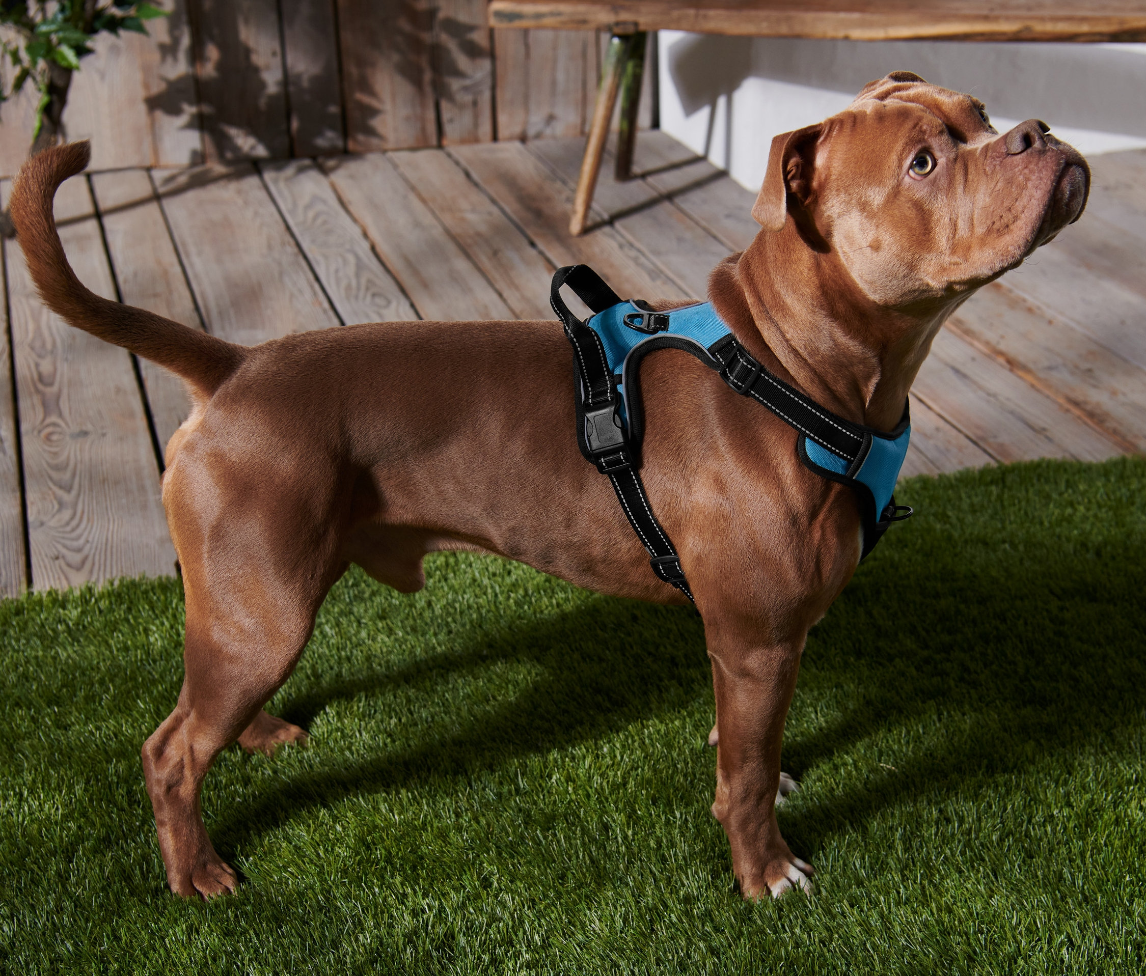 Brązowy pies stoi na sztucznej trawie i ma na sobie niebieskie szelki dla psa XL.