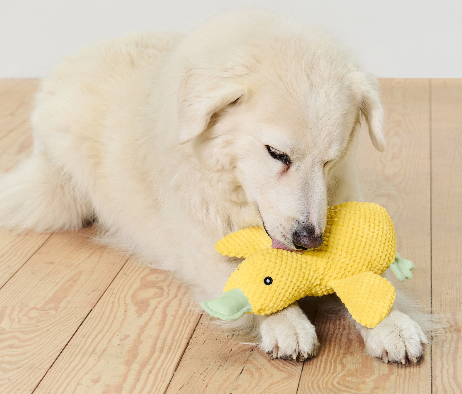 Biały pies leży na drewnianej podłodze i gryzie pluszową zabawkę dla psa „kaczka”.