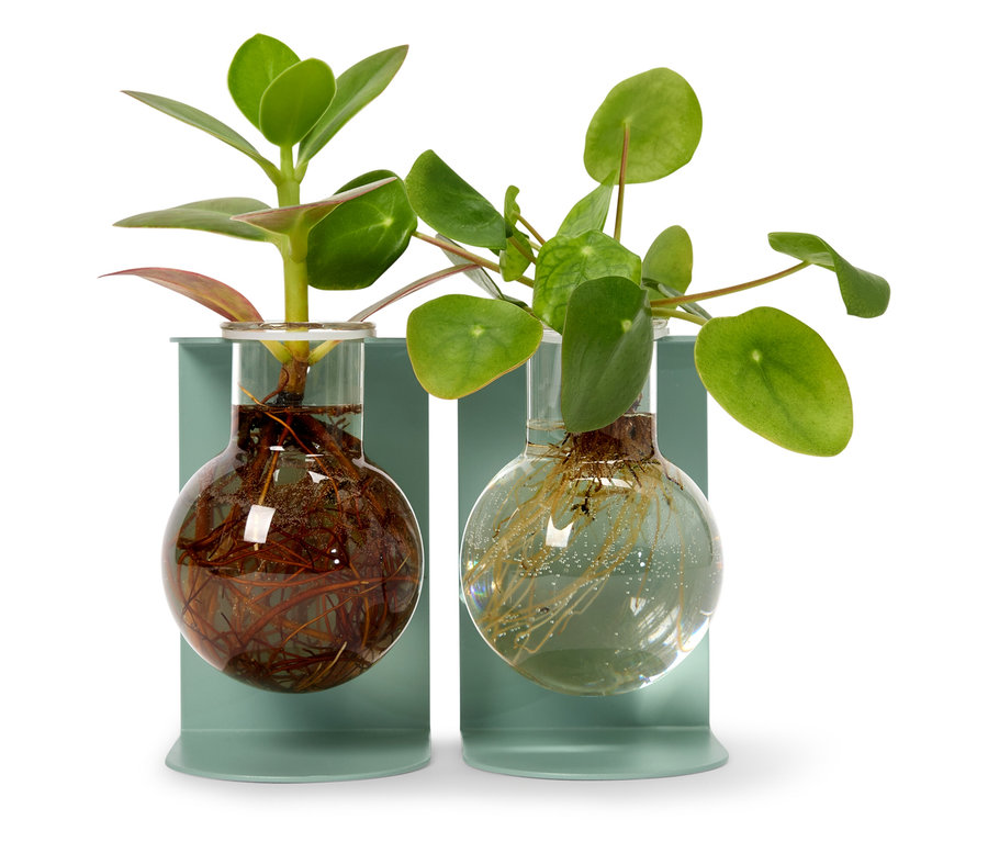 Dwie rośliny w kolbach na jasnoniebieskich podstawkach.