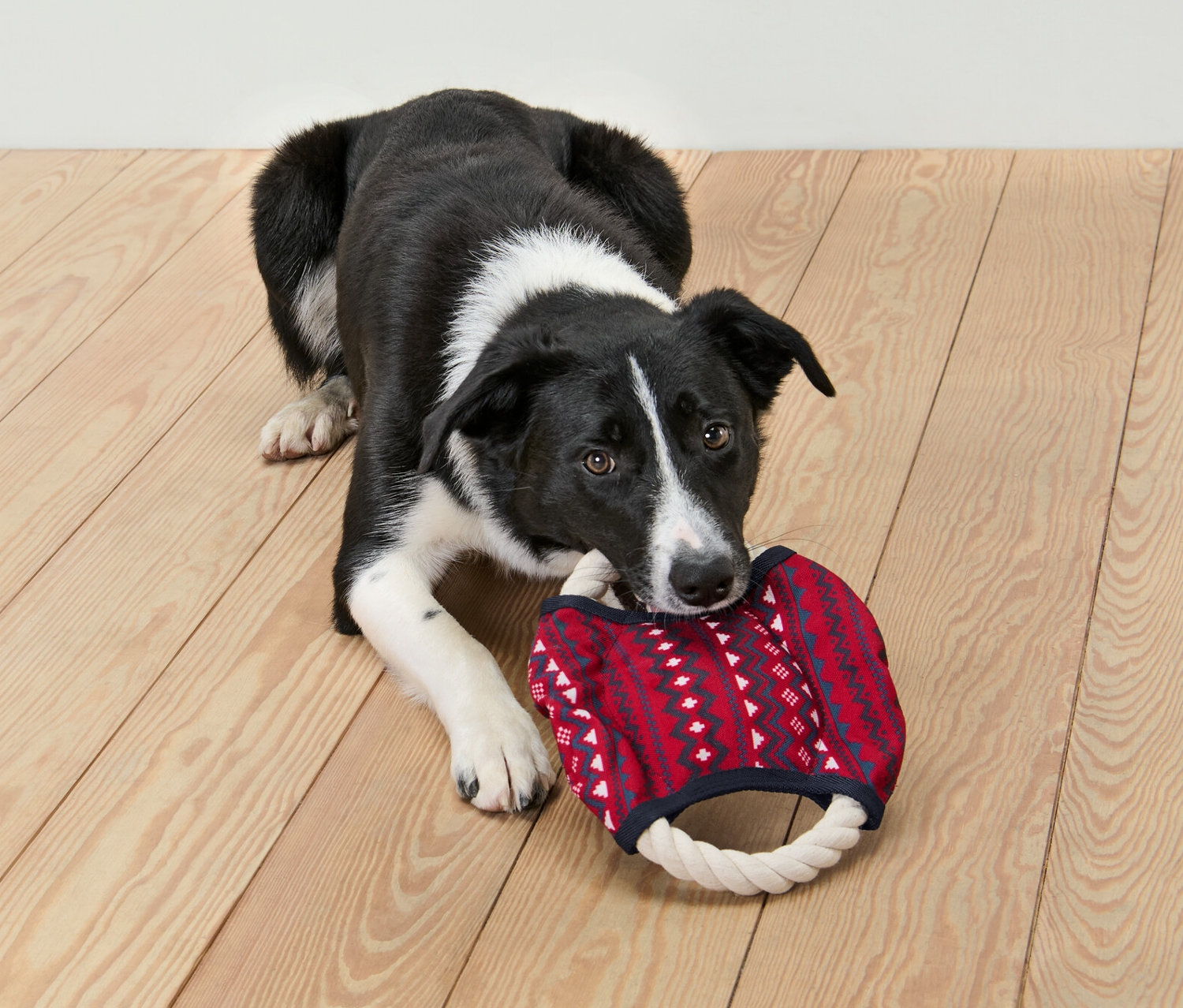 Czarno-biały pies leży na podłodze i gryzie zabawkę dla psa z liną.