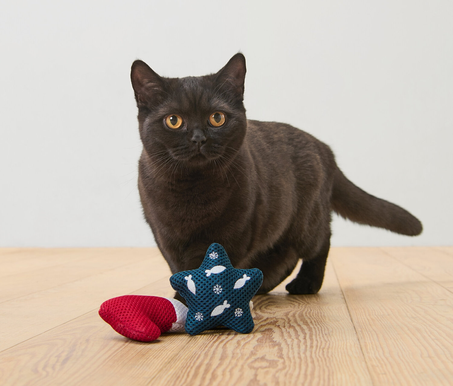 Czarny kot stoi na drewnianej podłodze obok zabawki dla kota.