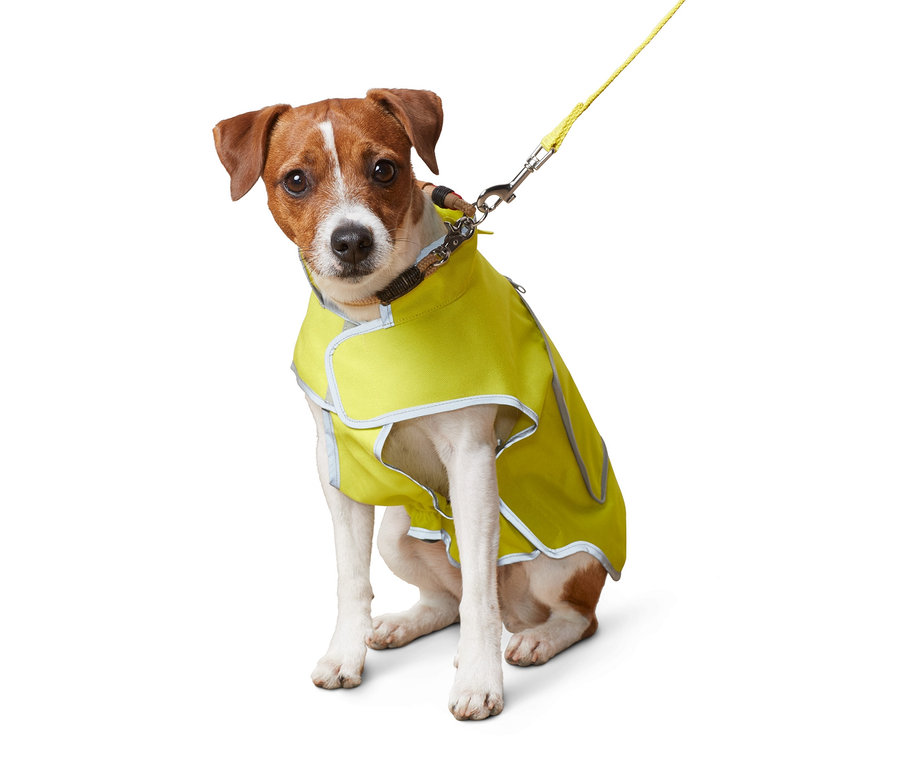 Siedzący Jack Russell Terrier ma na sobie kamizelkę odblaskową dla psa.