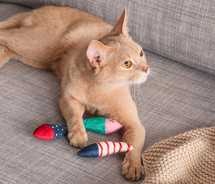 Rudy kot leży na szarej sofie obok 3 zabawek dla kota »rybki«.
