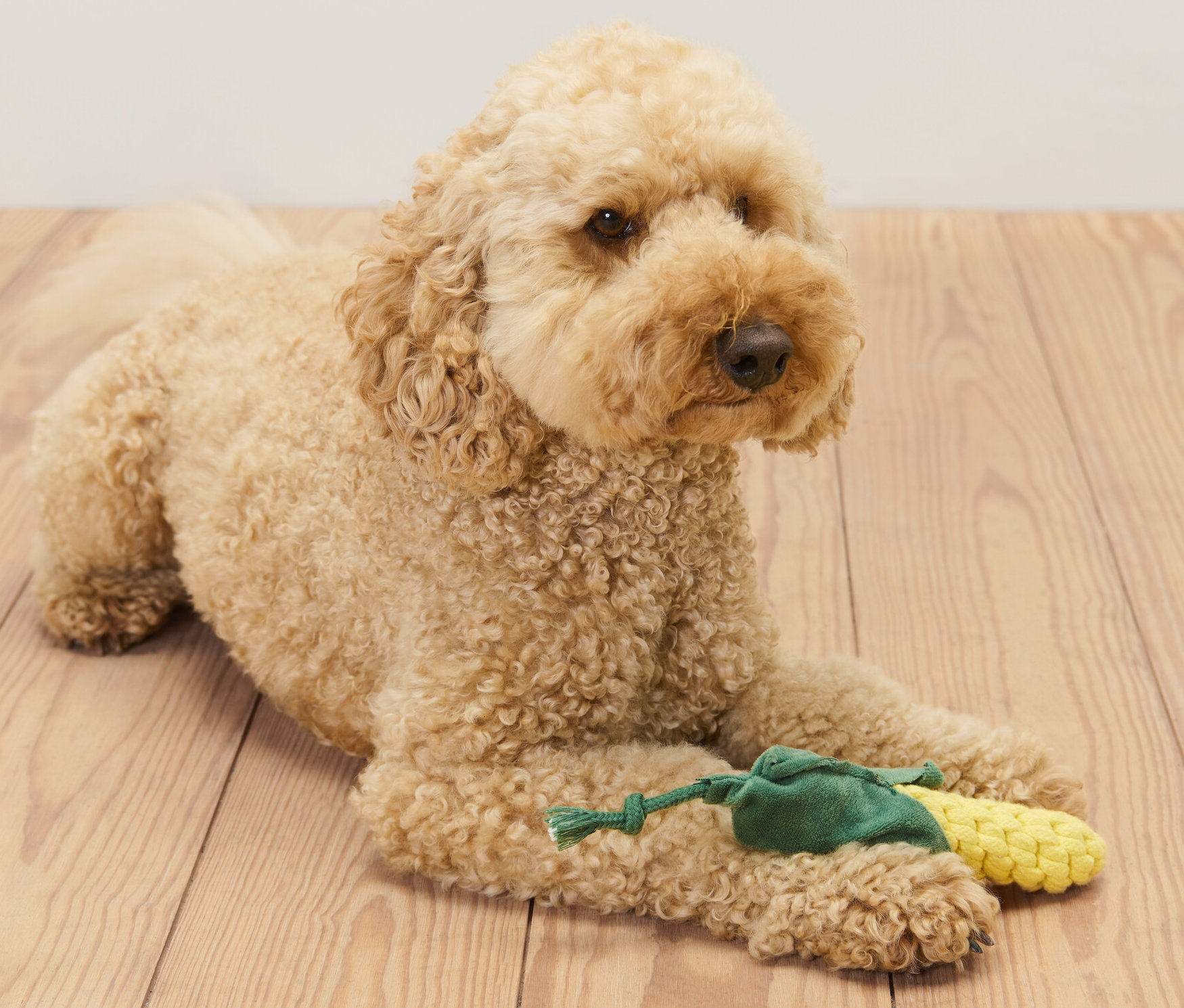 Złoty cockapoo leży na drewnianej podłodze i trzyma zabawkę dla psa „kukurydza”.