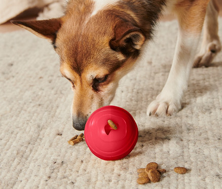 Pies wącha czerwoną zabawkę dla psa »Snackball« na dywanie.