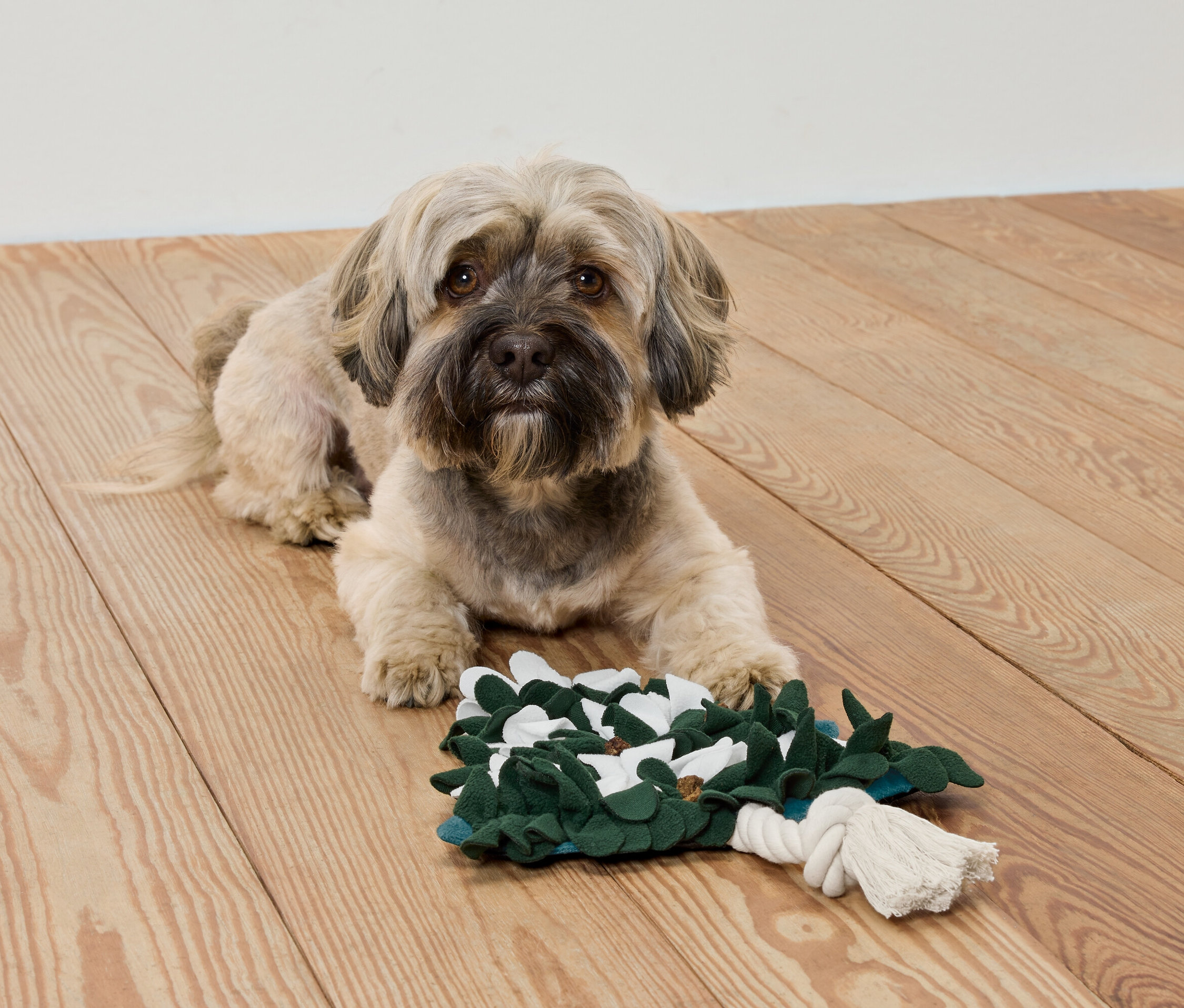 Pies leży z zabawką z materiału na drewnianej podłodze.