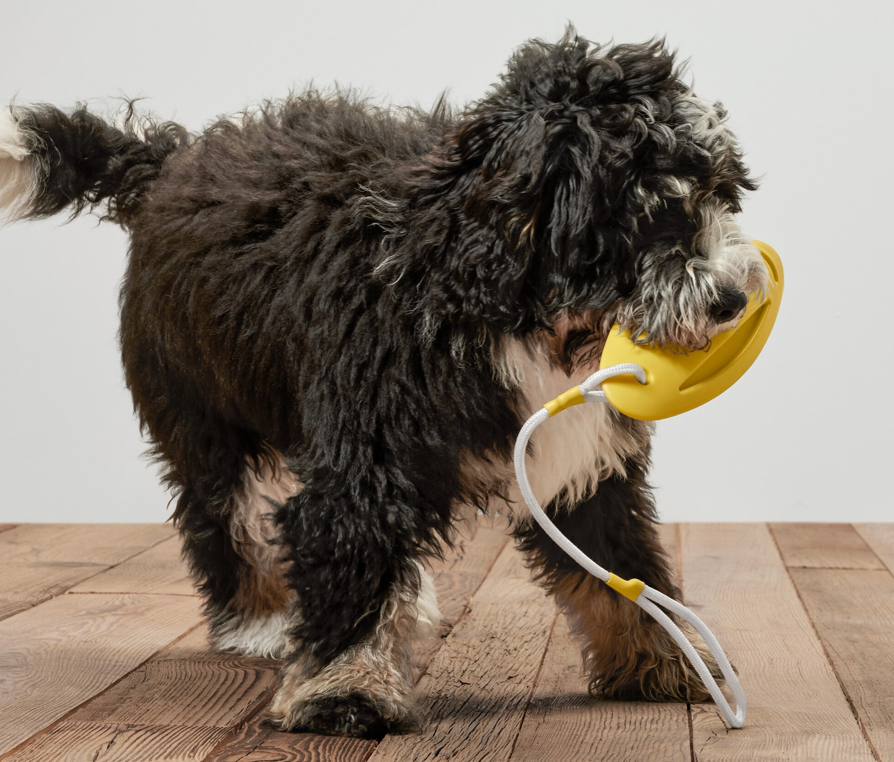 Czarny pies trzyma w pysku żółtą zabawkę do rzucania i do wody dla psów.