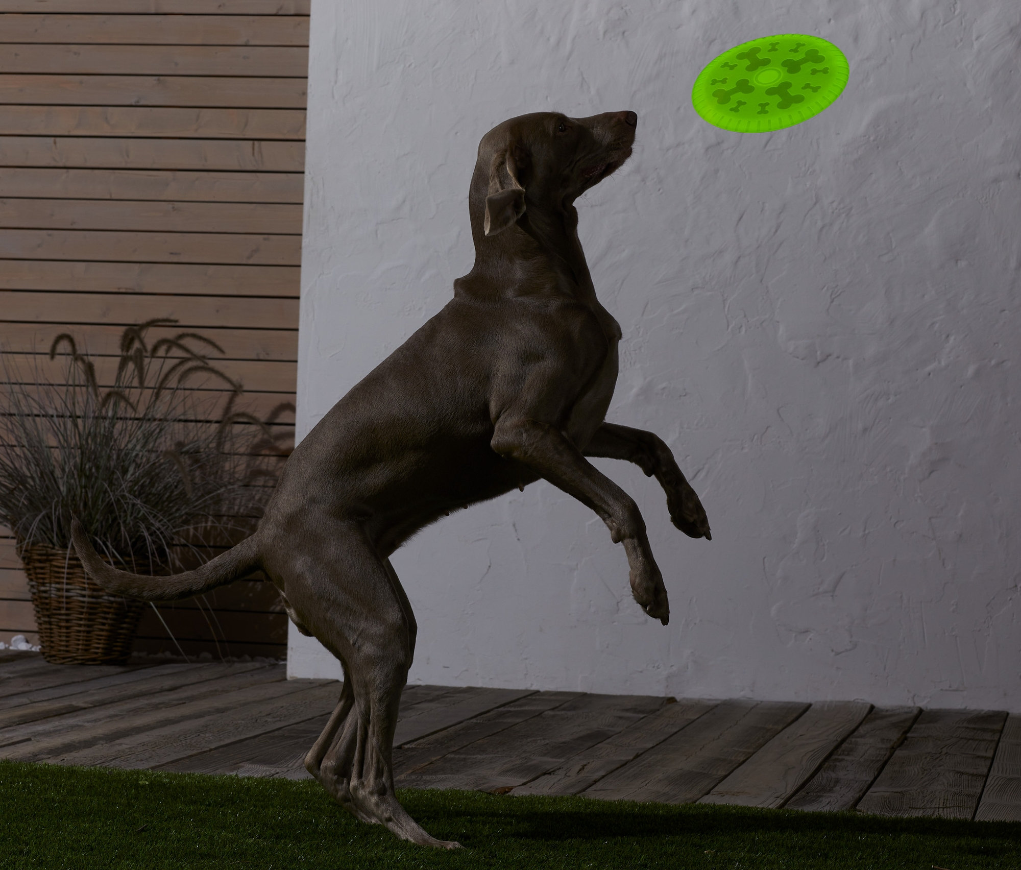 Pies skacze, żeby złapać latający dysk dla psa.