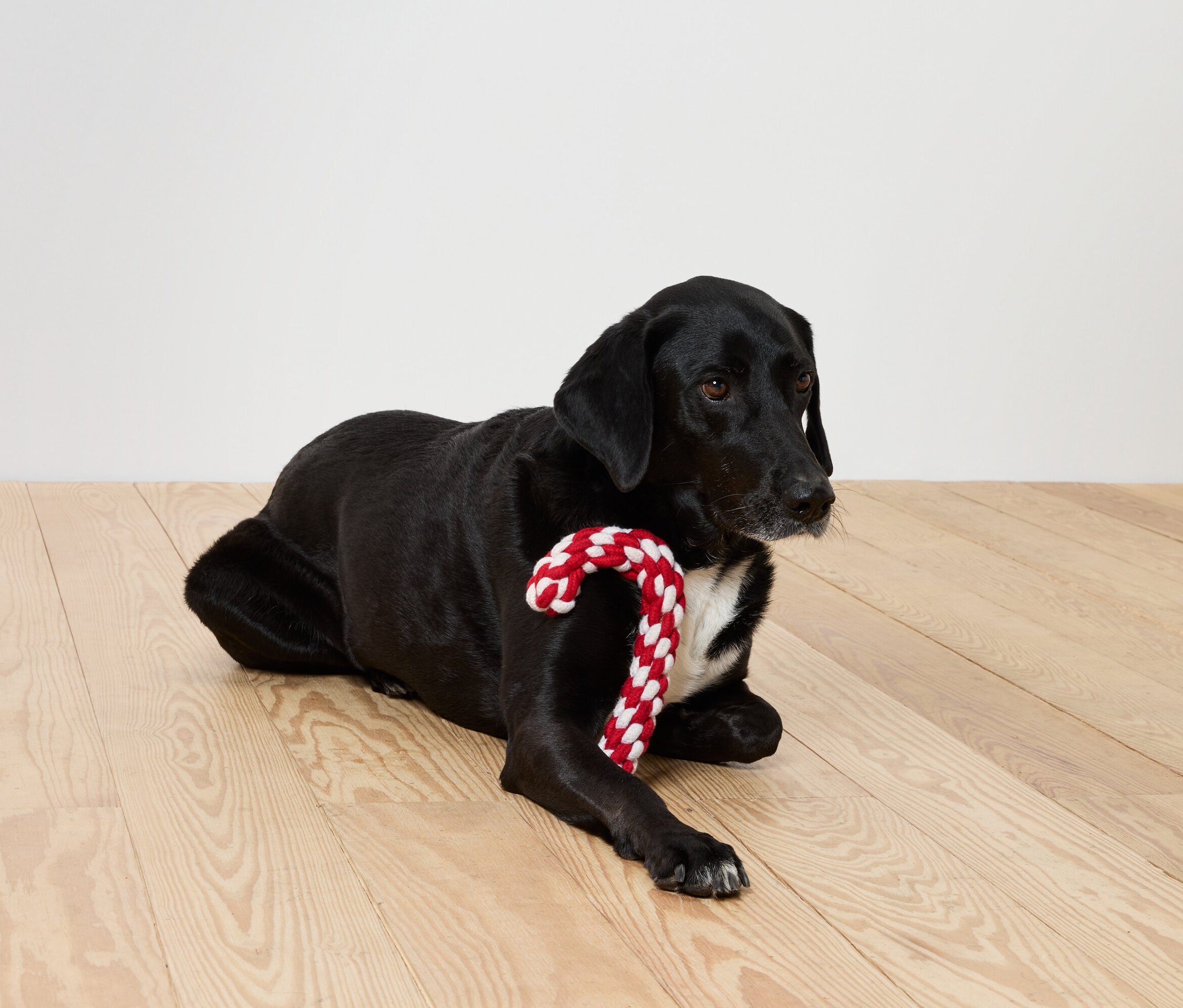 Czarny pies leży na drewnianej podłodze z czerwono-białą laską cukrową.