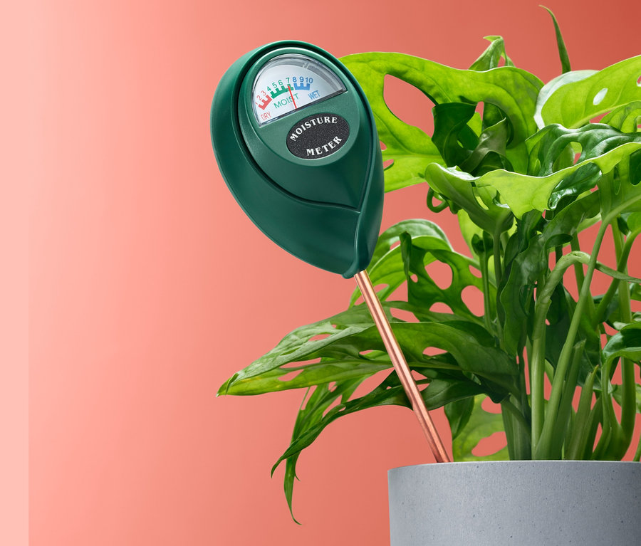 Miernik wilgotności wbity w doniczkę z rośliną.