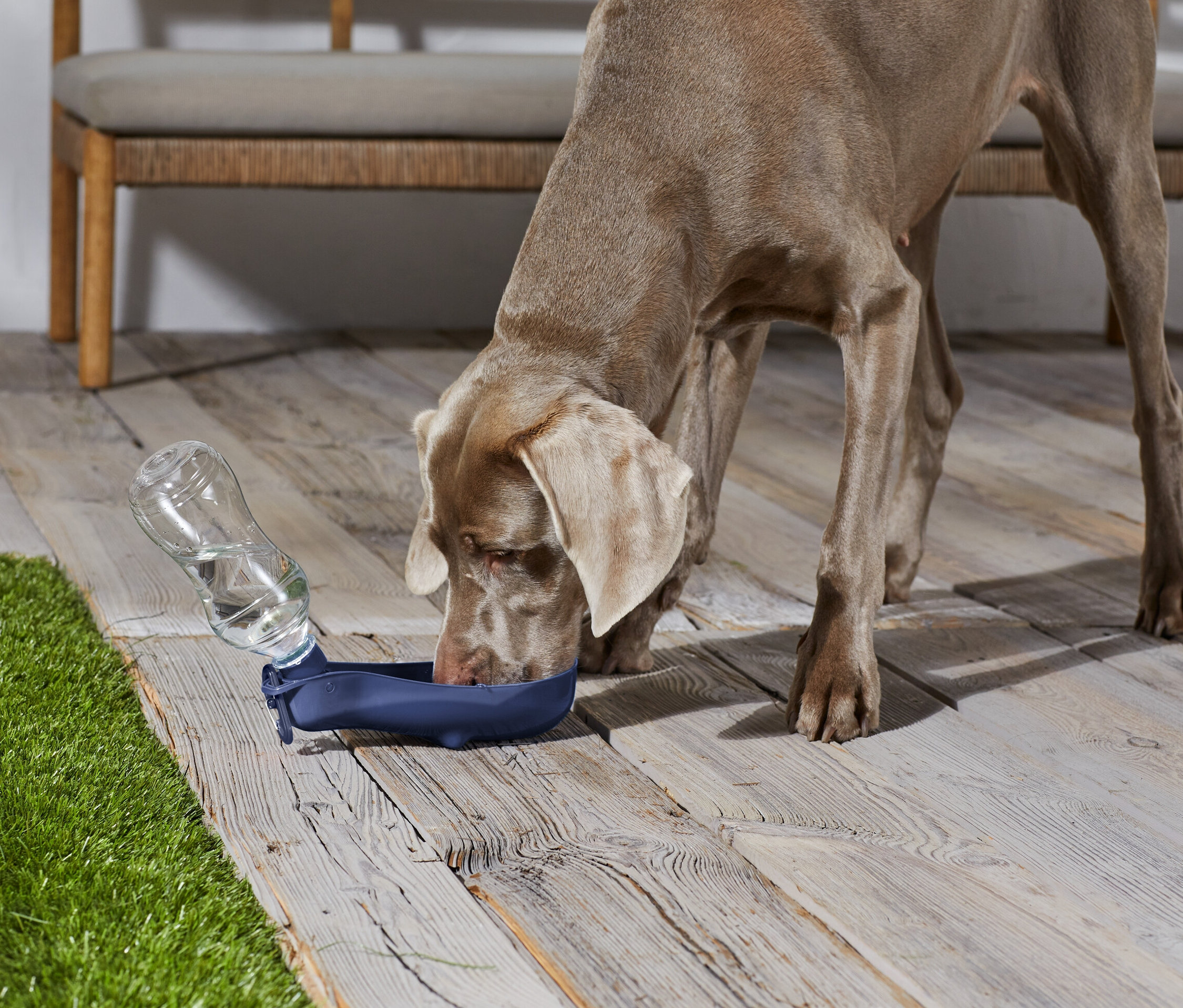 Wyżeł weimarski pije wodę z niebieskiej miski z dołączoną przezroczystą butelką na drewnianej podłodze.