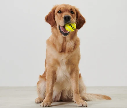 Golden retriever siedzi i trzyma w pysku żółtą piłkę, Wyrzutnia piłek.